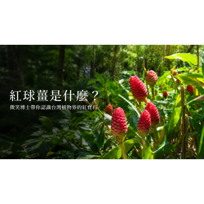 紅球薑是什麼.png