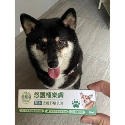 試用-柴犬.jpg